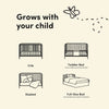 Casablanca Deluxe 5-in-1 Convertible Crib with Drawer - Sage
